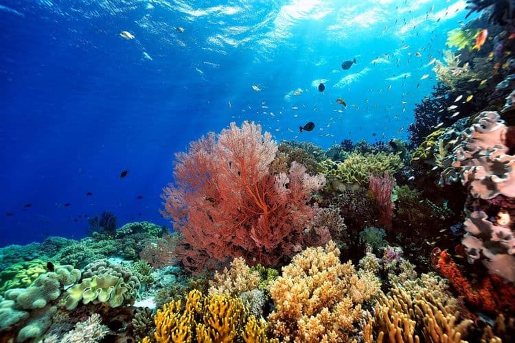 Scientists Are Bringing Dead Coral Reefs Back To Life