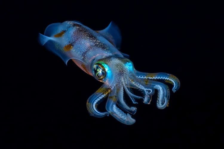 This New Underwater Fossil Discovery is 512 Million Year Old
