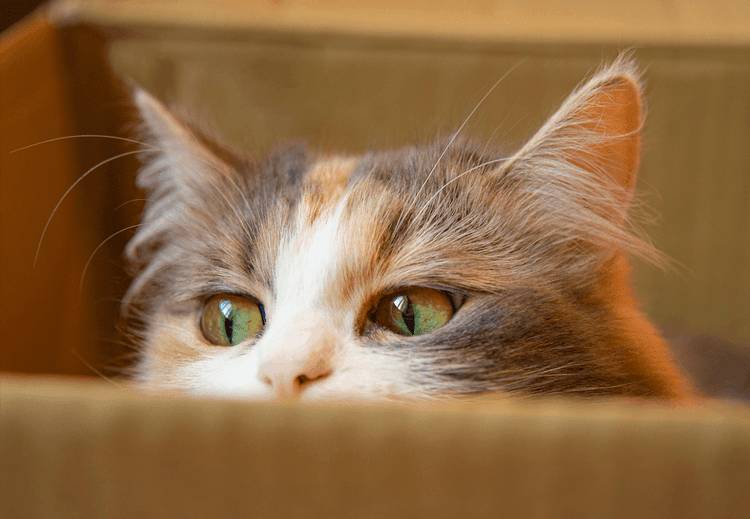 Postal Cat Dad Saves Feline From Brutal Winter