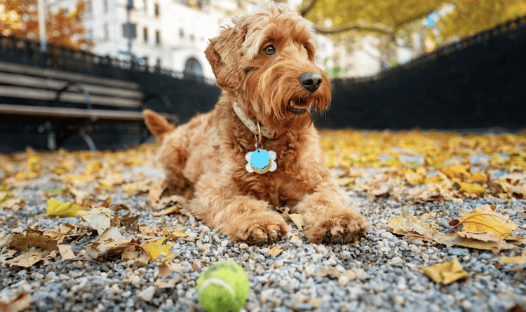This 32 Year Old Turned Dog Fostering Into A Half Million Dollar Career