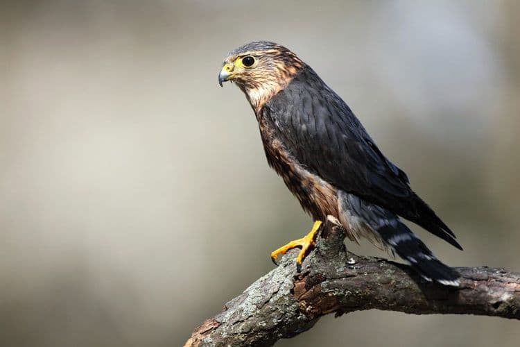 The Smallest Falcon In America Is Solving A Huge Problem