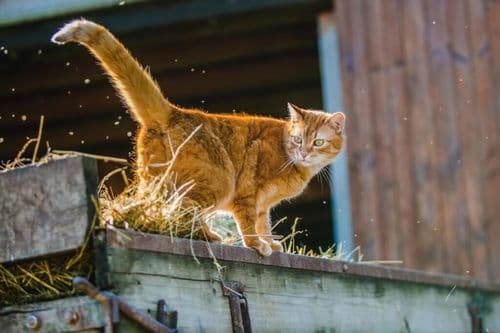 Mill Employees Refuse To Leave Cats Behind