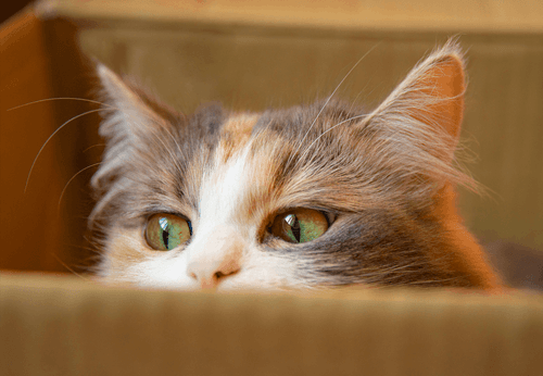 Postal Cat Dad Saves Feline From Brutal Winter