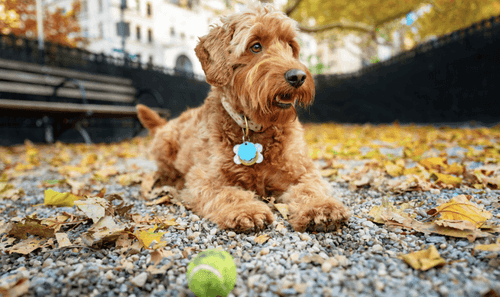 This 32 Year Old Turned Dog Fostering Into A Half Million Dollar Career