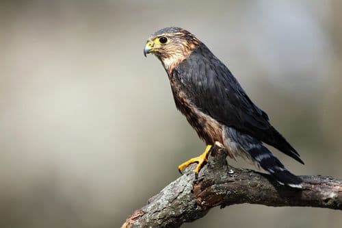 The Smallest Falcon In America Is Solving A Huge Problem