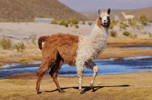 Thief Tries To Escape But Eight Llamas Had Other Plans