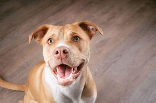 What Makes Some Dogs GENIUS Word Learners