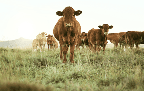 Cows Are Even Smarter Than We Thought