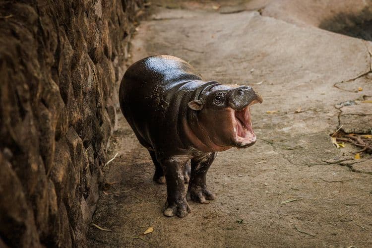 10 Fun Facts About Baseball